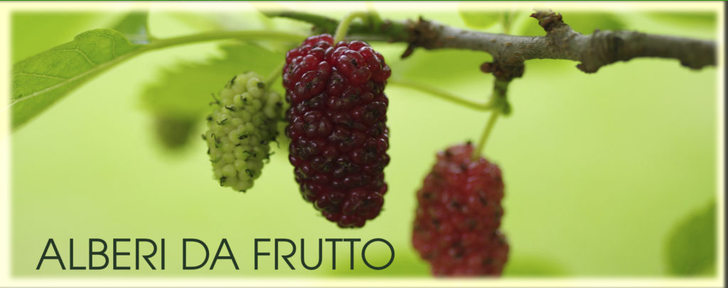 Fito HUMUS DI LOMBRICO bio – Vivaio Del Sud Montesano salentino vivai con  piante ornamentali e da frutto